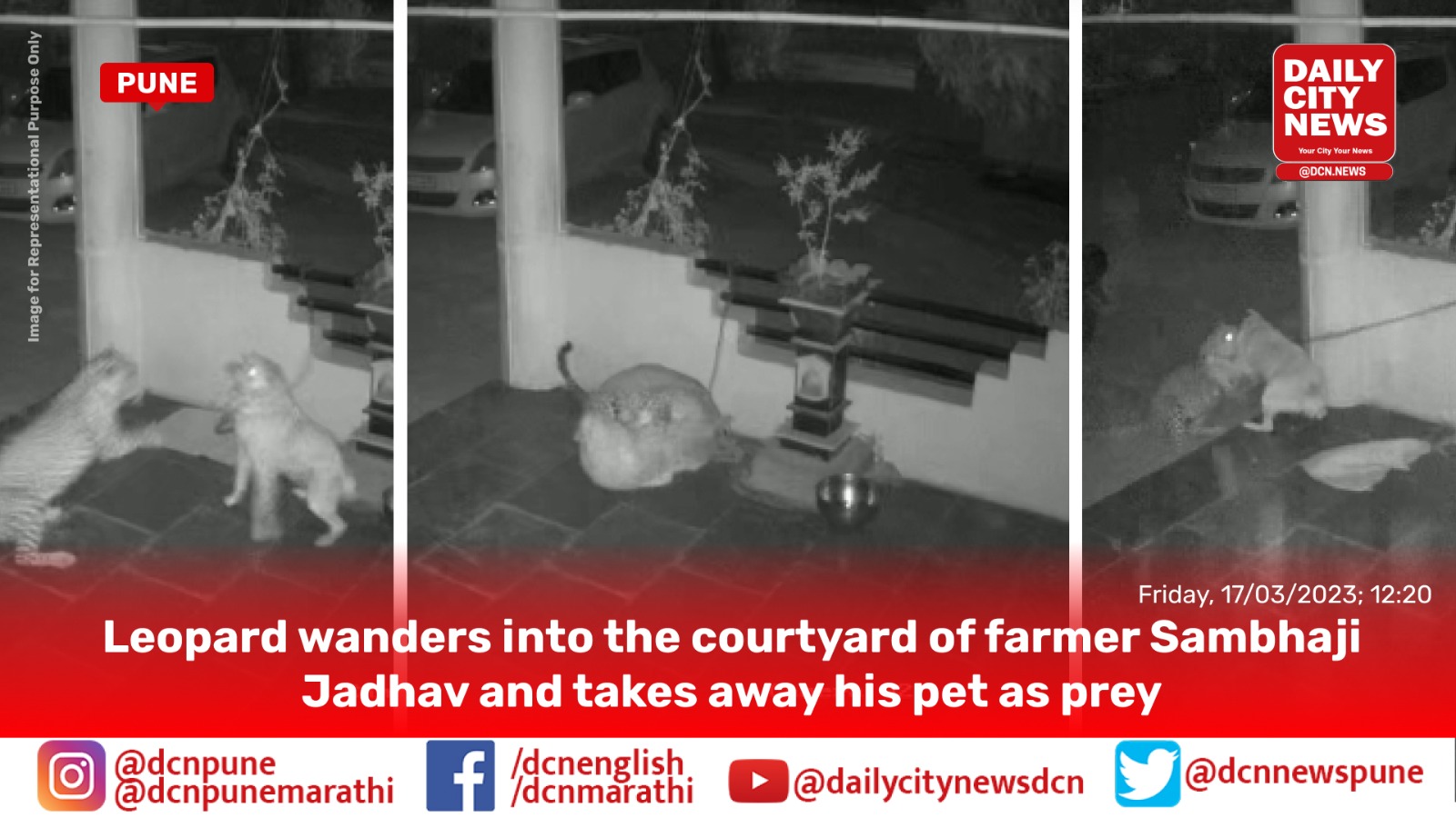 Leopard wanders into the courtyard of farmer Sambhaji Jadhav and takes away his pet as prey