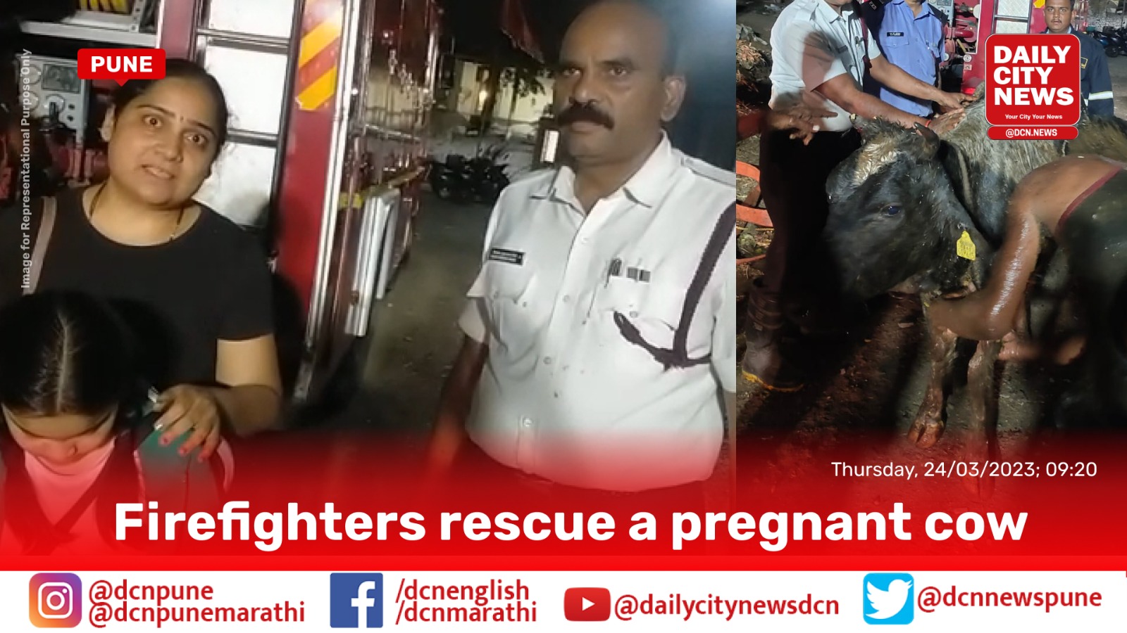  Firefighters rescue a pregnant cow