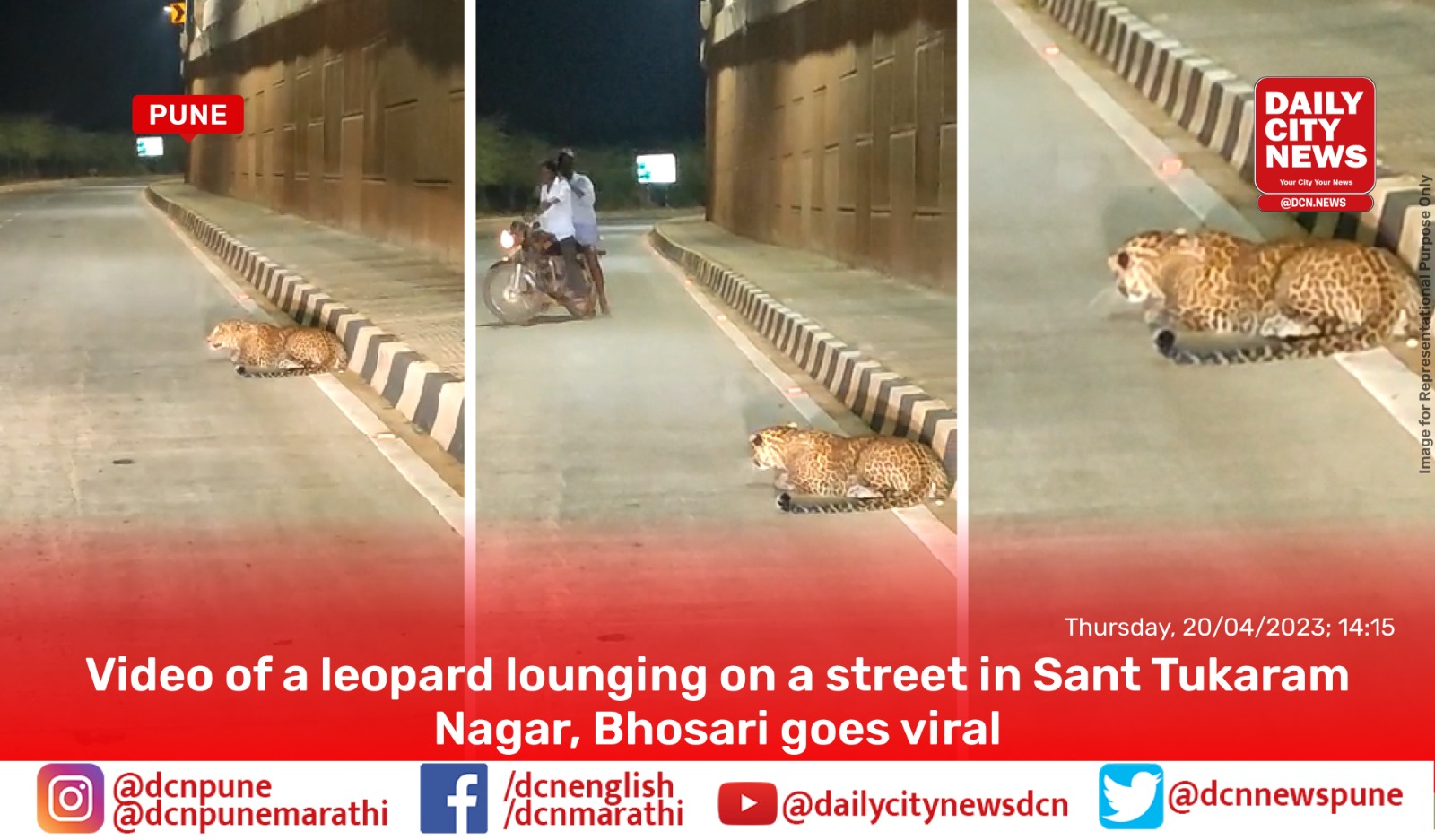  Video of a leopard lounging on a street in Sant Tukaram Nagar, Bhosari goes viral