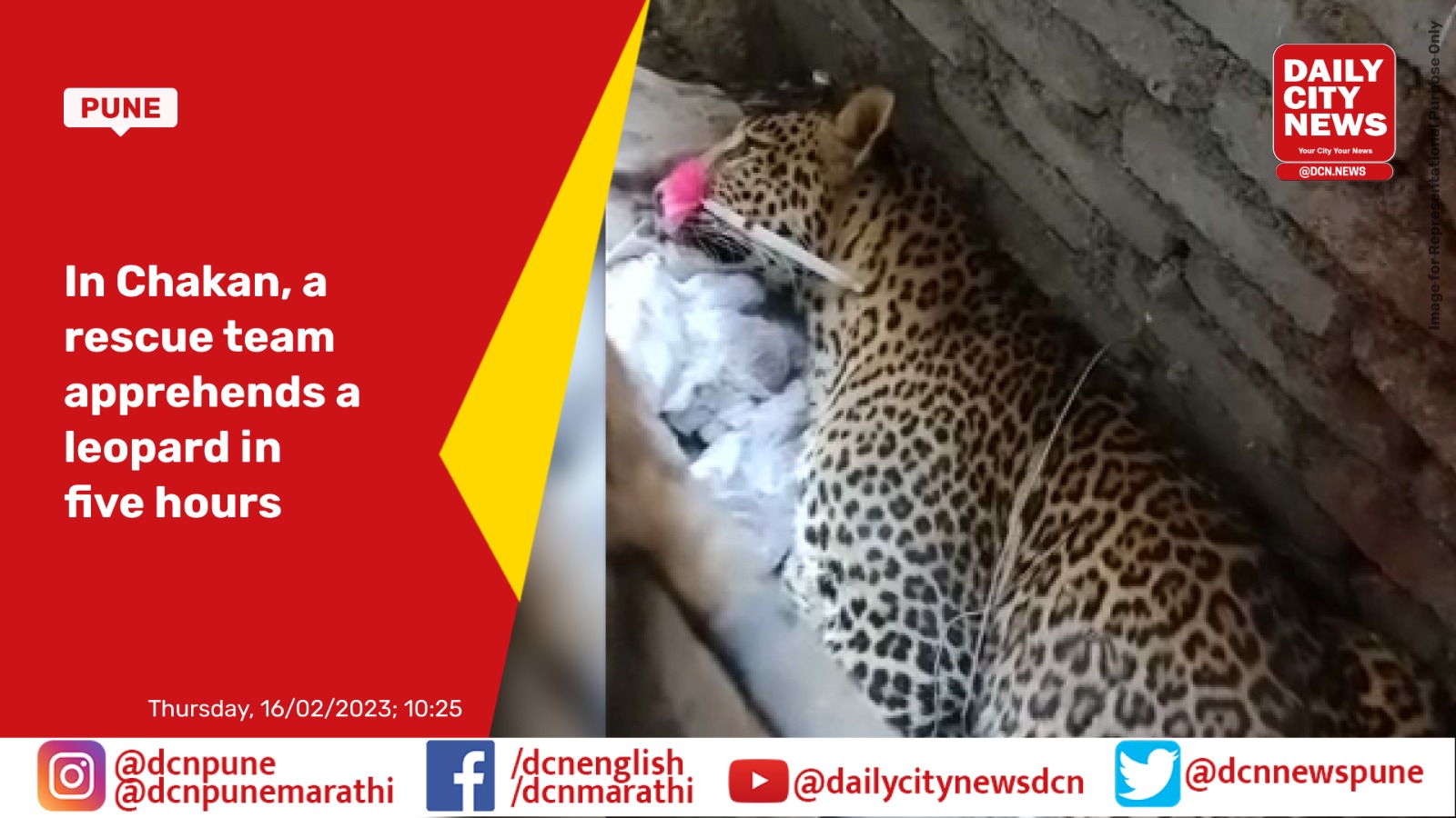 In Chakan, a rescue team apprehends a leopard in five hours